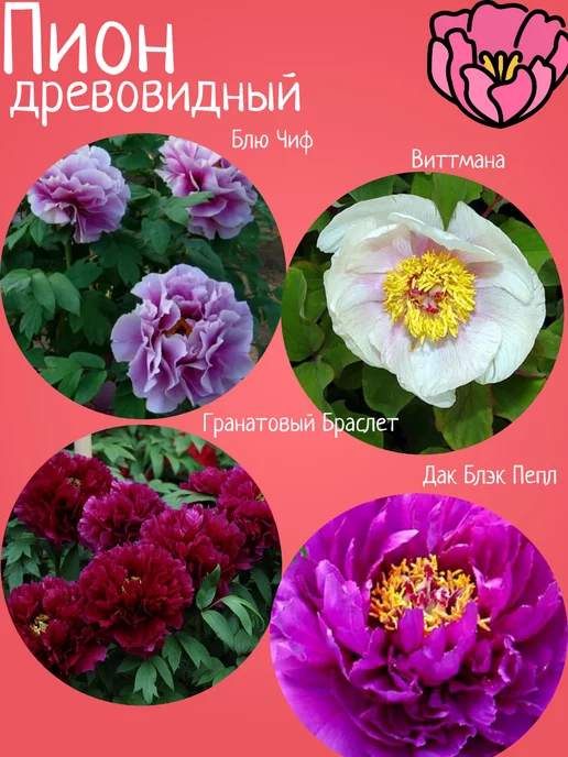 Paeonia Cang zhi hong ...