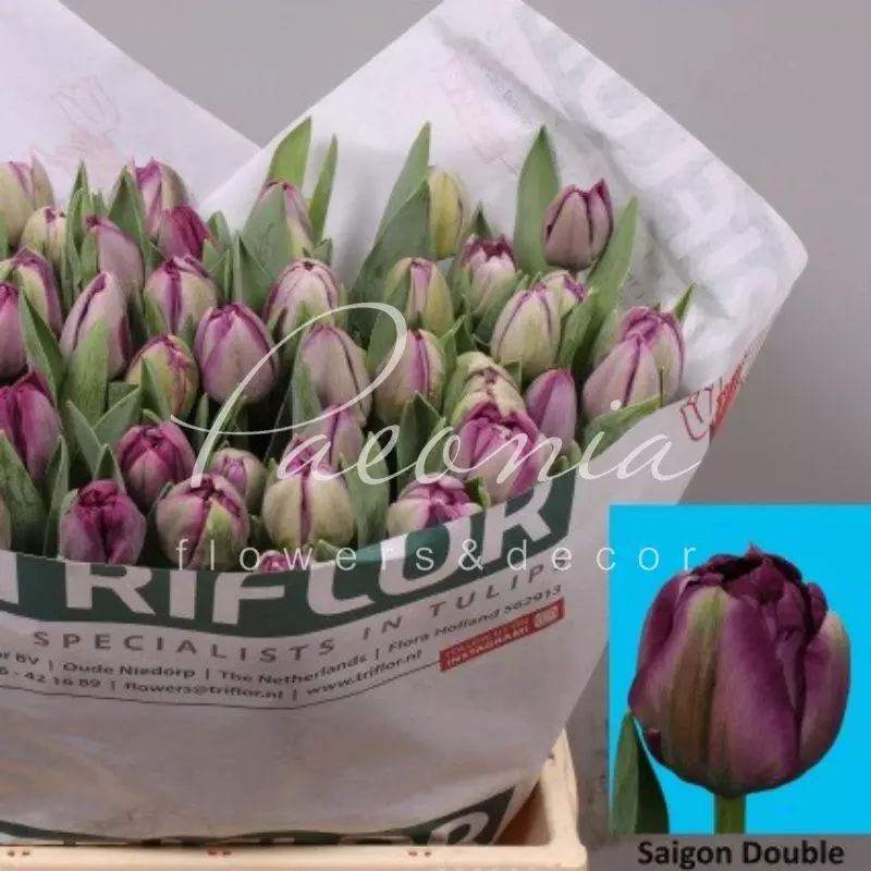 Tulip Saigon Double - NZ Bulbs - New Zealand Bulbs