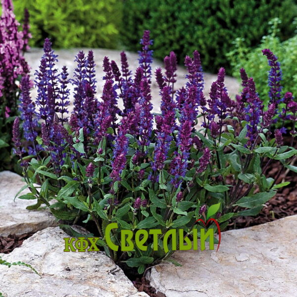 Шалфей сухоцвет Salvia officinalis 10-12 веток в букете ...