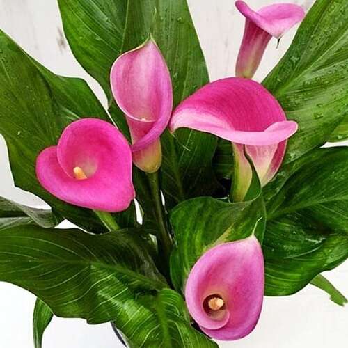 Заказать Zantedeschia 'Garnet Glow' с ...