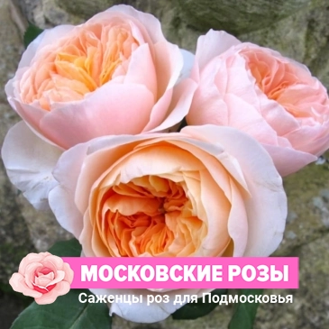 English rose 'Sweet Juliet' - Розы ...