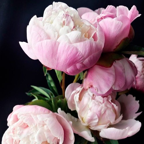 Paeonia Nick Shaylor Пион Ник Шейлор