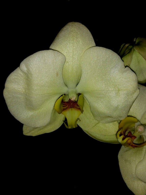 Phal. Hawaii Dragon Girl '129 ...