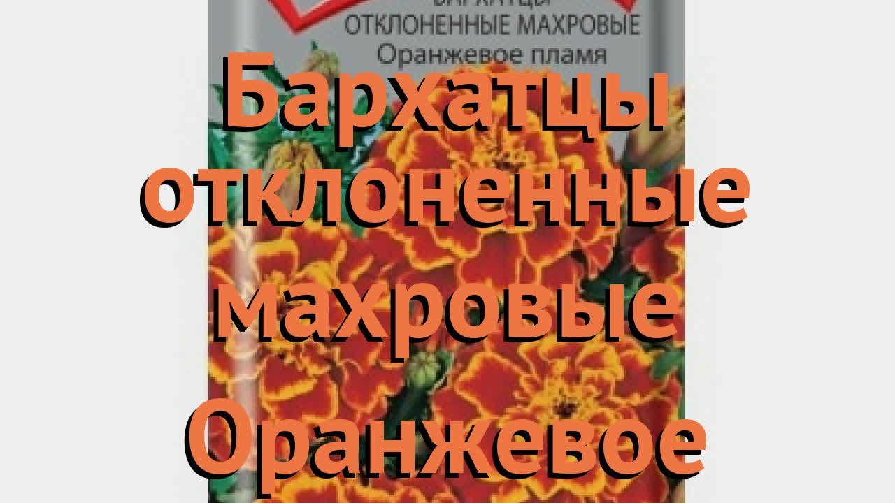 Бархатцы ПОИСК Агрохолдинг 1605211 - купить по выгодным ценам ...