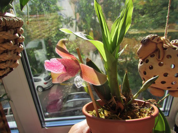 Орхидея Lycaste Reina Del Cisne x Lycaste Muromachii ...