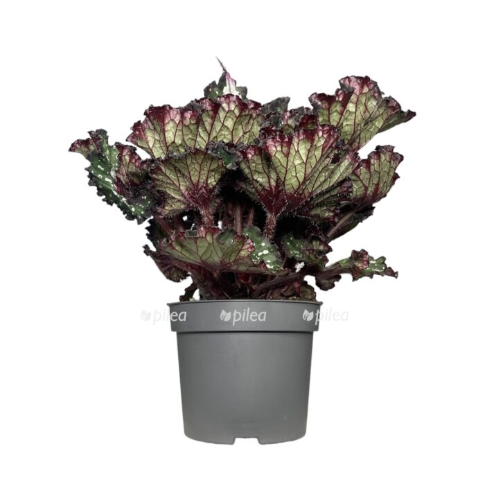 Бегония королевская Begonia rex 25/13 — комнатное растение ...