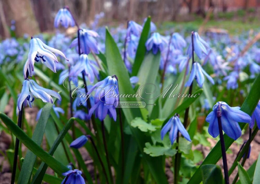 Пролеска сибирская — Scilla sibirica Haw.: фотография и описание