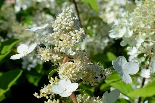 Гортензия метельчатая Дарума (Hydrangea paniculata Dharuma)