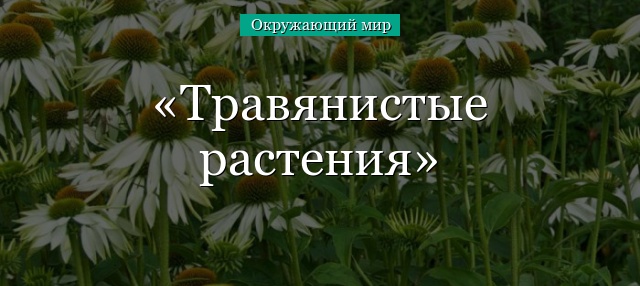 Презентация к уроку русского языка во 2 классе 