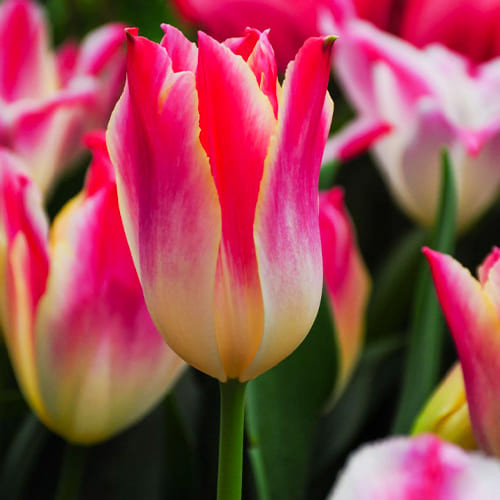 X 5 TULIPA DREAMER - BIO 11/+ | JUB Holland