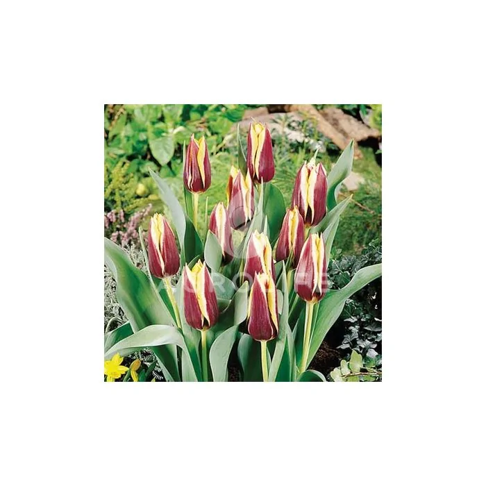 Tulip Gavota - Garden Express