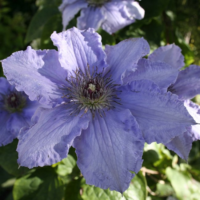 Клематис Блю Ривер/Голубая Река. (Clematis Blue River) III ...