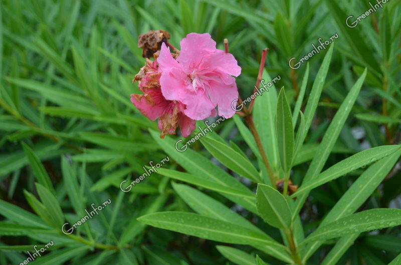 Олеандр PAPA GAMBETTA (Nerium oleander): купить 3 семени с ...