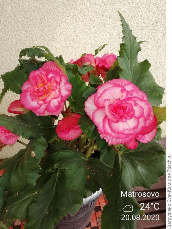 Begonia Paso Doble - YouTube