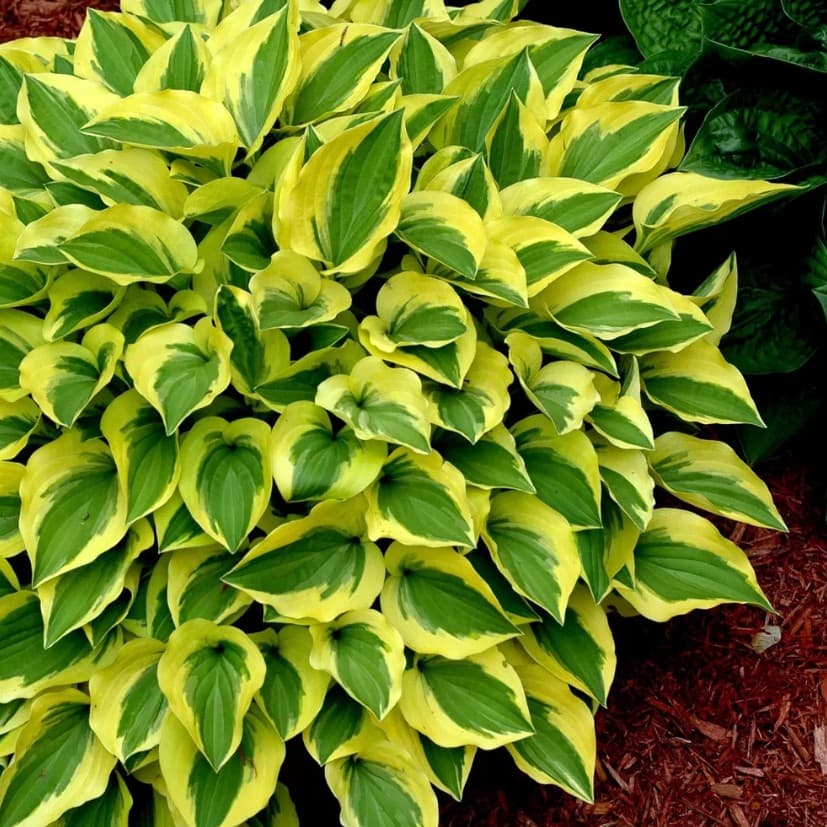 Hosta 