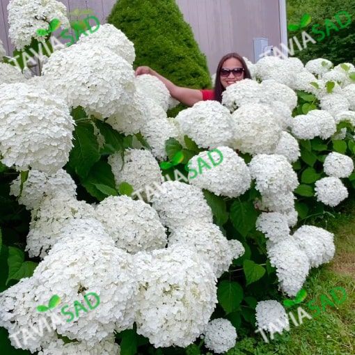 Гортензия древовидная Стронг Аннабель Hydrangea arborescens ...