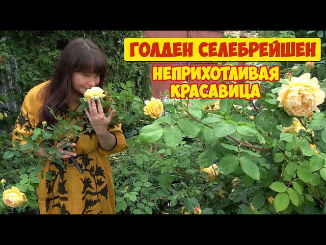 Купить саженцы розы Голден Селебрейшн (Golden Celebration) в ...