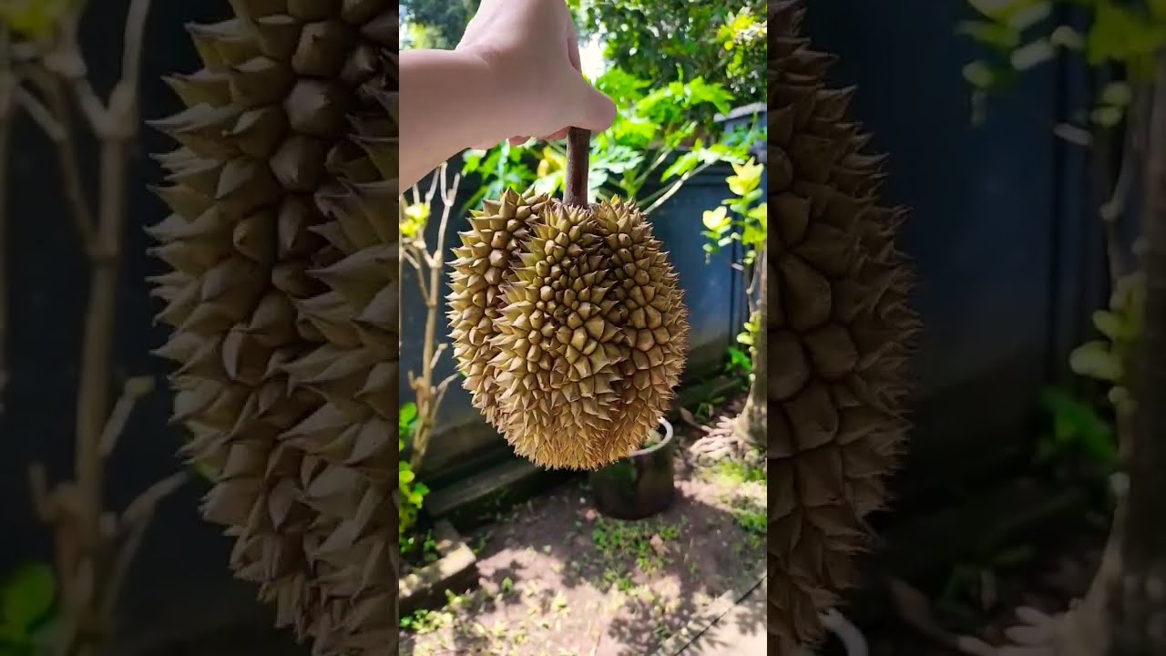 Дуриан (Durian)