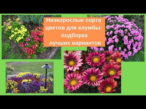 Низкорослые цветы для клумбы: цветущие все лето с фото и ...