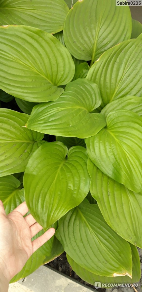 P00 Hosta 'Tortilla Chips' from The Hosta Helper - Presented ...