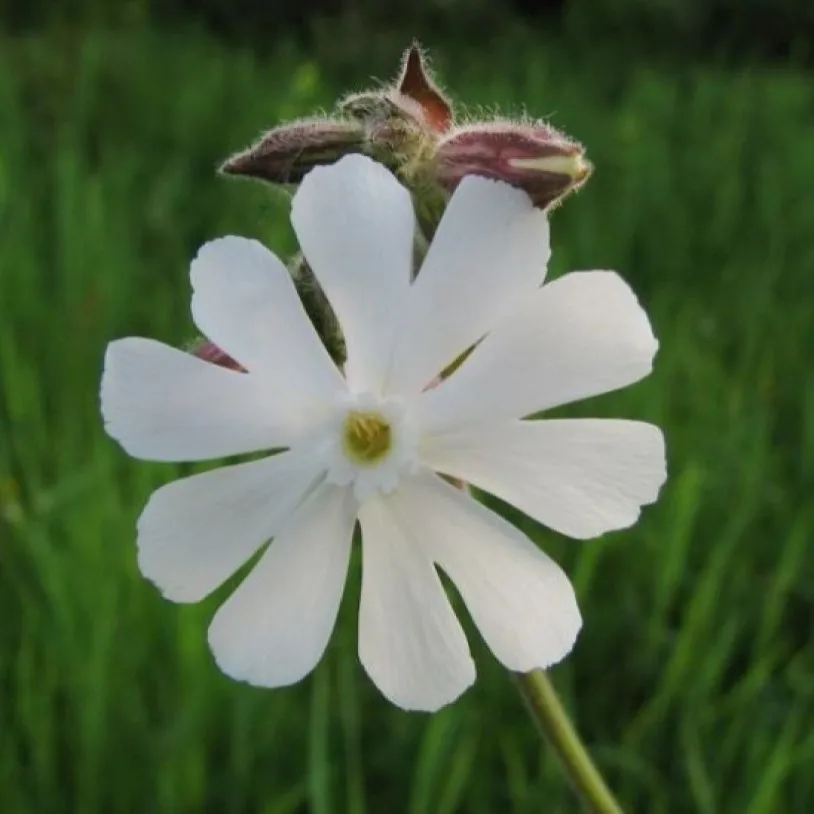 Семена дрёма белая, смолевка, silene latifolia 10 шт/уп ...