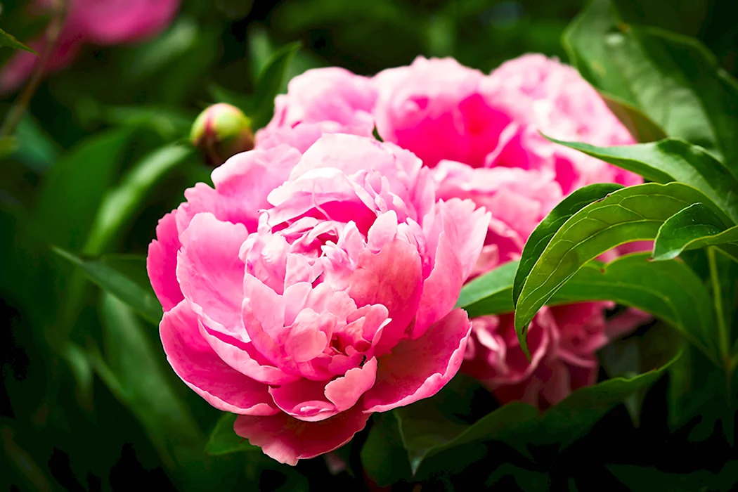 Dreamtime | Warmerdam Paeonia