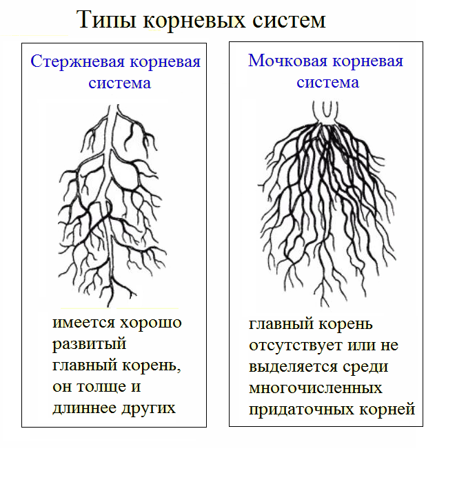 Спатифиллум или цветок «‎‎женское счастье »‎: уход, пересадка ...