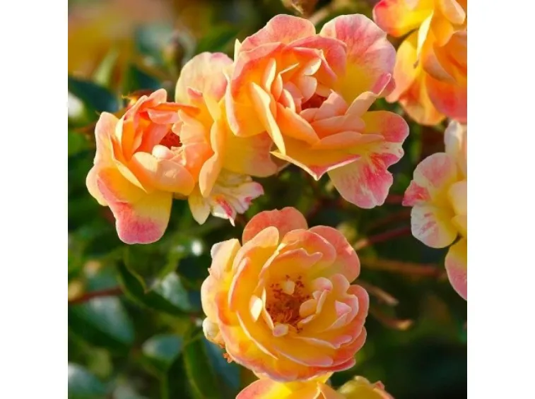 Hardy Own-root roses, mailorder Northland Rosarium Rose Store