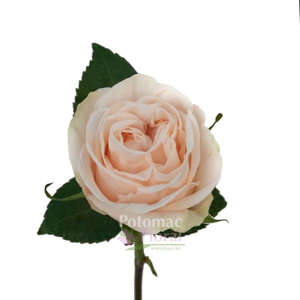 Garden Rose, Wedding Spirit - Creamy Blush - Potomac Floral ...