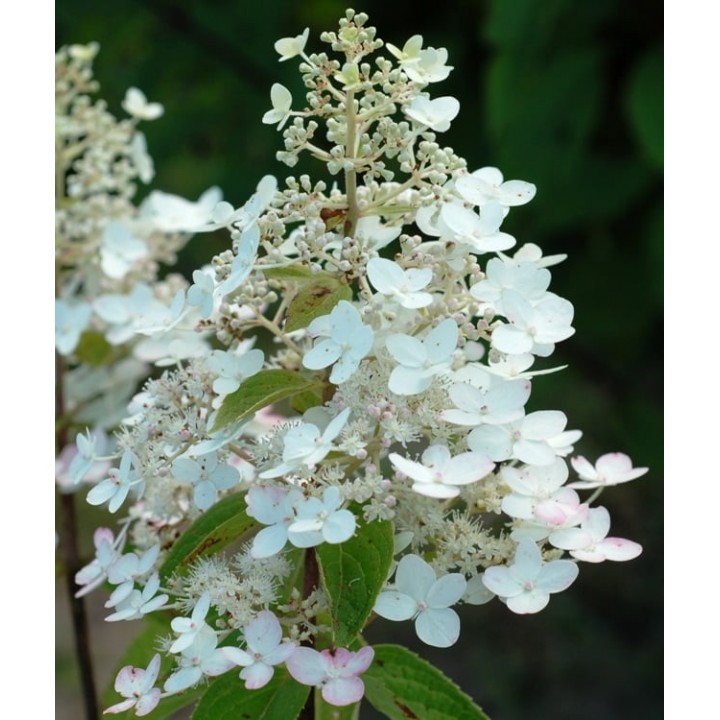 Гортензия Юник | Купить саженцы Hydrangea paniculata Unique ...