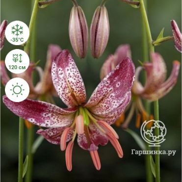 ᐅ Лилия Генри (Lilium henryі) купить по цене производителя ...