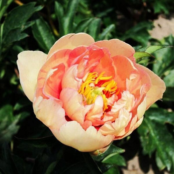 Paeonia Huang Guan / Yellow ...