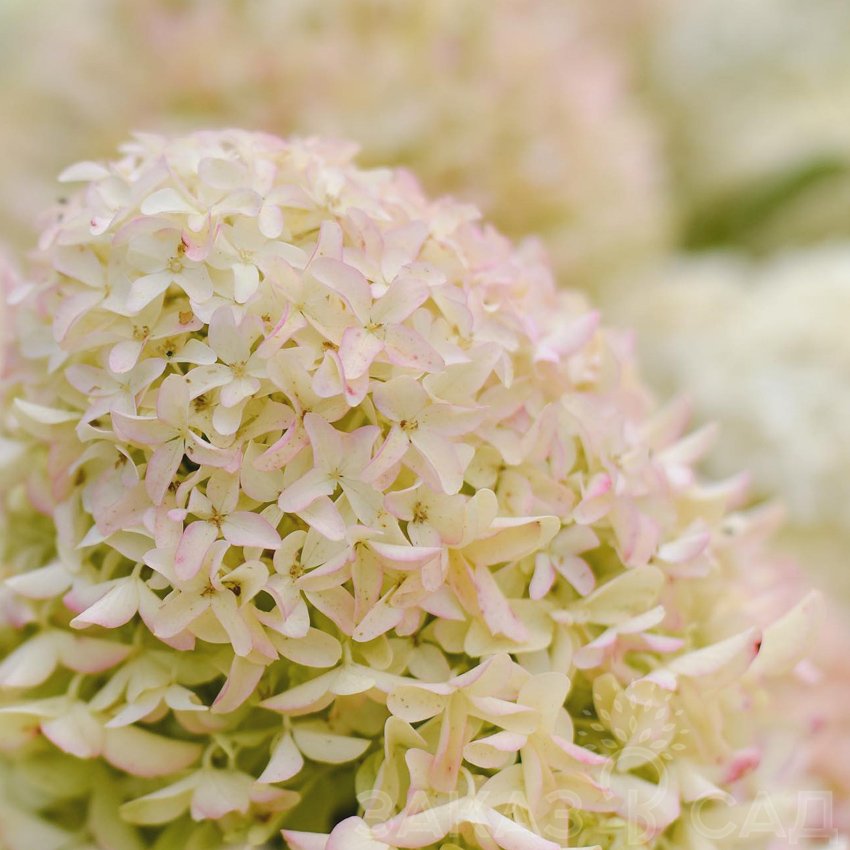 Гортензия метельчатая Скайфолл Hydrangea paniculata 'Frenne ...