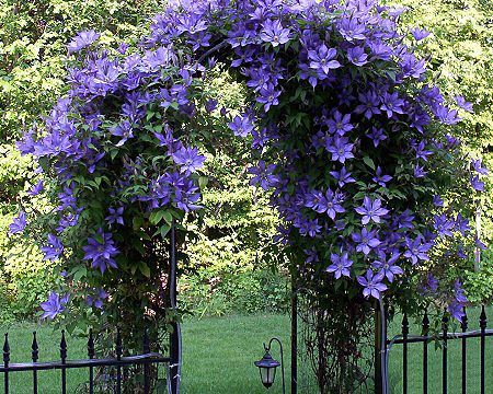 Clematis alpina Blue ...