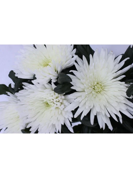 Хризантема корейская Красавица, Chrysanthemum (ID#1645525393 ...