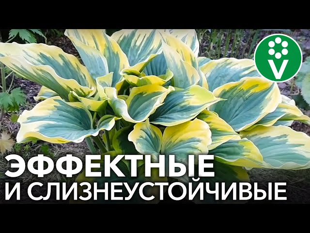 Хоста гибридная White Feather (Вайт Фезе) М купить выгодно ...