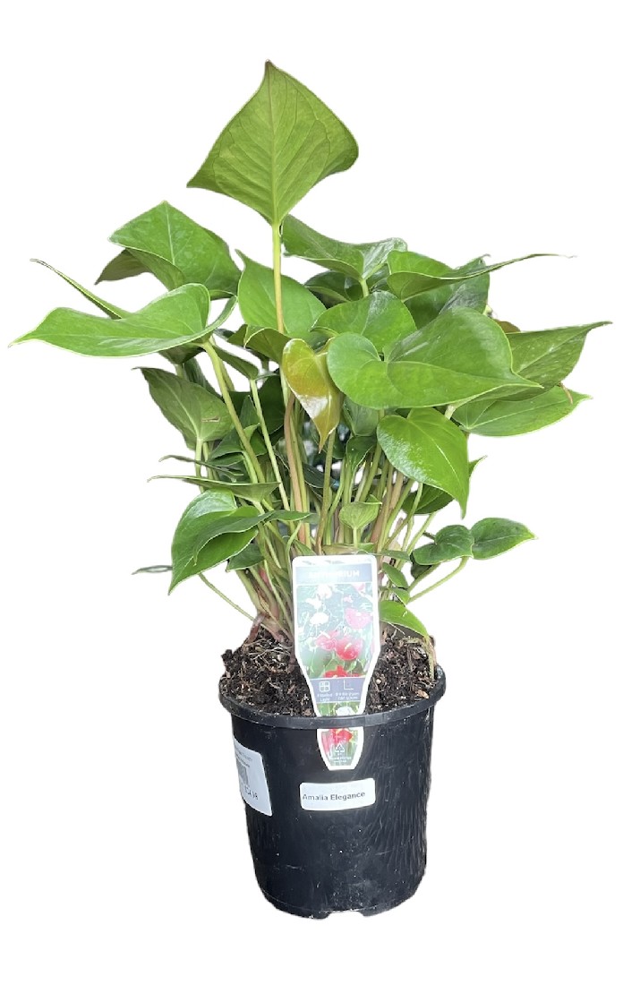 Anthurium love pr amalia elegance ...