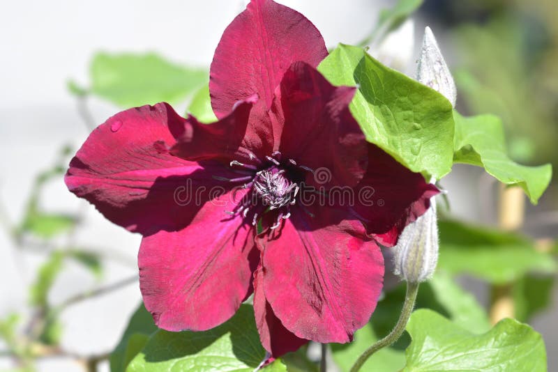 Nubia clematis - Garden Center