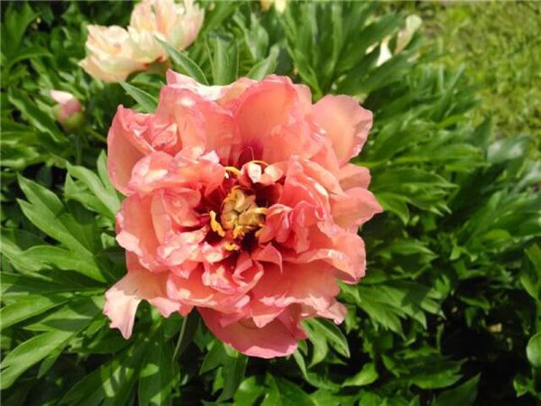 Пион Юник / Пион Уникальный ( Paeonia itoh Unique). ИТО ...