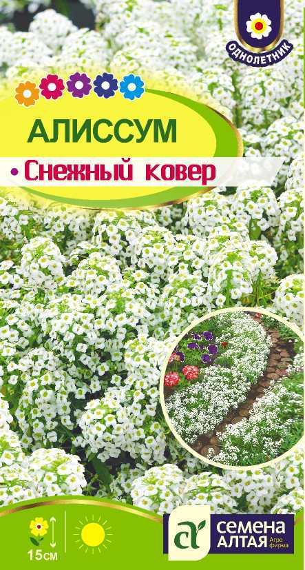 Цветы Алиссум Снежный Ковер (Поиск) — купить в городе ...