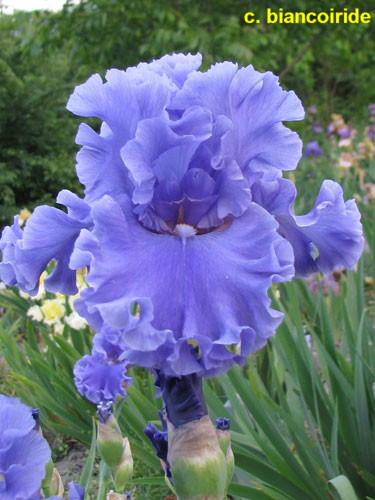 Tall Bearded Iris 'Sea Power ...