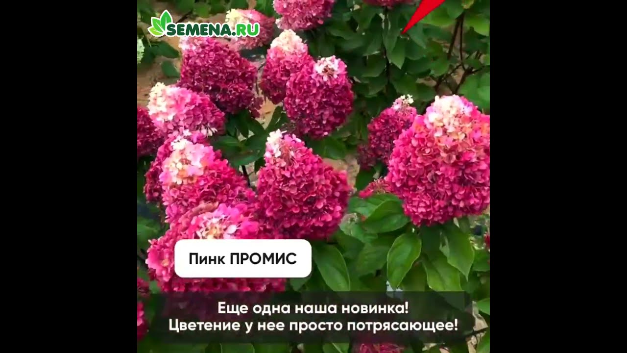 ✓ Купить [ Гортензия метельчатая Пинки Промис Living Pinky ...