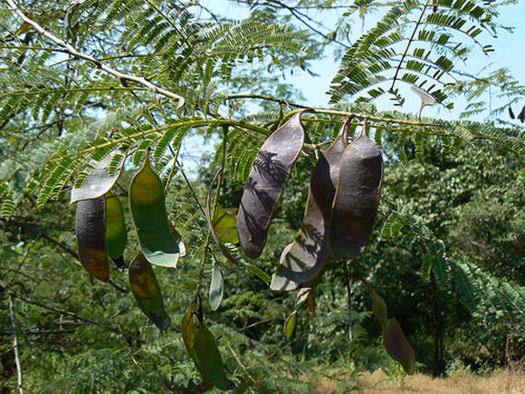 Робиния ложноакациевая «белая акация» (Robinia pseudoacacia L ...