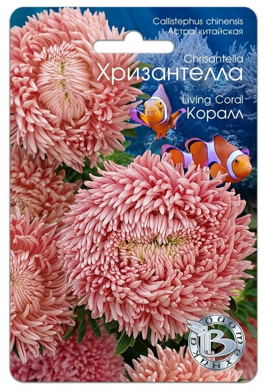 Астры однолетние Гавриш цветы3 - купить по выгодным ценам в ...