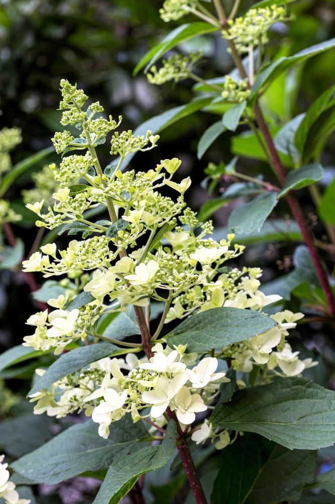 Hydrangea paniculata `Phantom ...