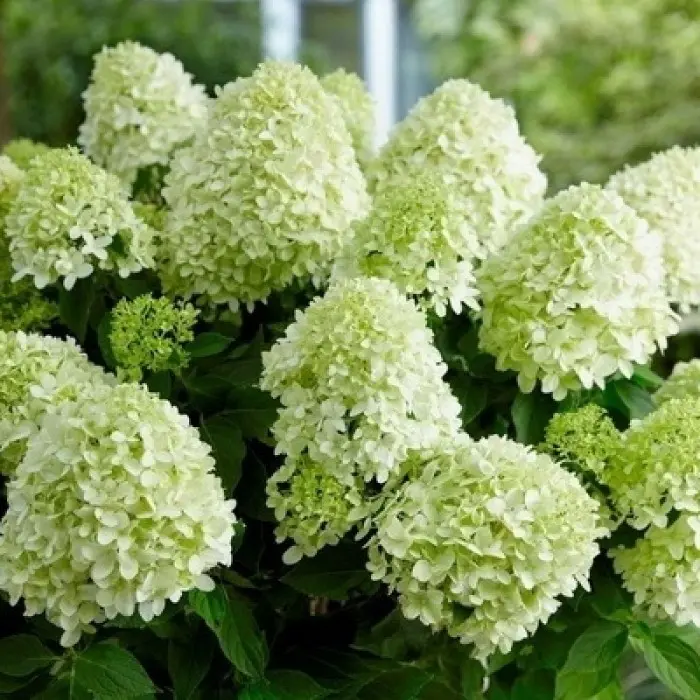 Купить Гортензія волотиста Селекшн /HYDRANGEA PANICULATA ...