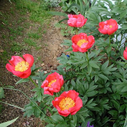 Peony Flame 40cm | Wholesale Dutch ...