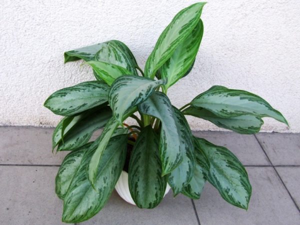 Аглаонема кудрявая (Aglaonema crispum) — описание ...