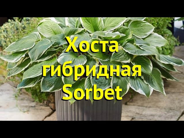 Хоста Сорбет купить с доставкой ...