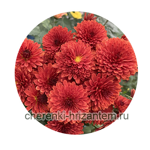 Хризантема индийская (Chrysanthemum indicum) — описание ...